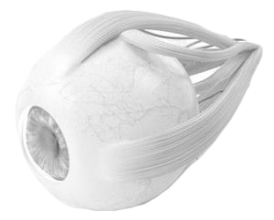 bio icon
